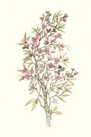 Twig Study I Framed Print