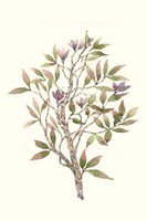 Twig Study II Framed Print