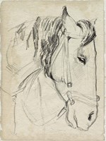 Horse in Bridle Sketch I Fine Art Print