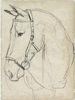 Horse in Bridle Sketch II Fine Art Print