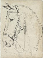 Horse in Bridle Sketch II Framed Print