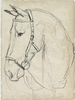 Horse in Bridle Sketch II Fine Art Print