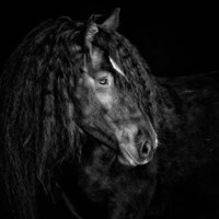 Equine Portrait IX Fine Art Print