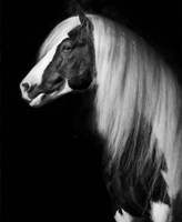 Equine Portrait VII Fine Art Print