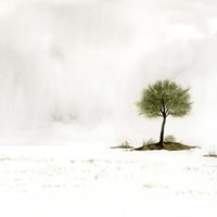 Early Snow II Fine Art Print