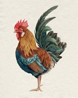Watercolor Rooster II Framed Print