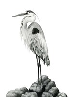 Shoreline Heron in B&W II Framed Print