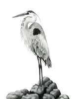 Shoreline Heron in B&W II Fine Art Print