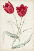 Antique Botanical Collection III Fine Art Print