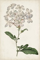 Antique Botanical Collection VIII Fine Art Print