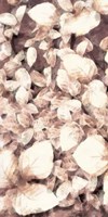 Blush Shaded Leaves VI Fine Art Print