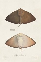 Antique Rays II Framed Print