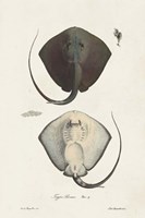 Antique Rays III Framed Print