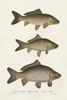 Species of Antique Fish I Fine Art Print