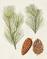 Antique Pine Cones I Framed Print