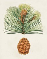 Antique Pine Cones II Fine Art Print