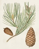 Antique Pine Cones III Fine Art Print