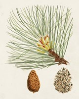 Antique Pine Cones IV Fine Art Print