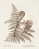Sepia Fern Varieties I Fine Art Print