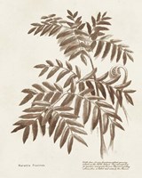 Sepia Fern Varieties II Fine Art Print