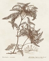 Sepia Fern Varieties III Fine Art Print