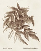 Sepia Fern Varieties IV Fine Art Print