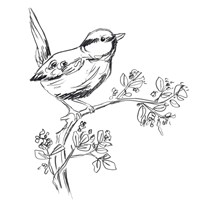 Simple Songbird Sketches IV Framed Print