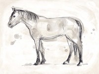 Vintage Equine Sketch I Framed Print