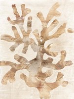Parchment Coral I Fine Art Print