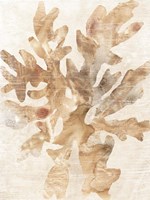 Parchment Coral IV Fine Art Print