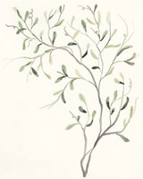 Spindle Sprig I Framed Print