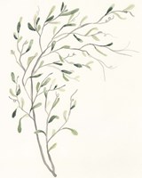 Spindle Sprig II Framed Print