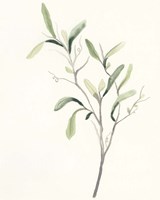 Spindle Sprig III Framed Print