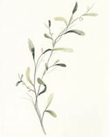 Spindle Sprig IV Framed Print