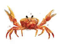 Crab Cameo II Framed Print