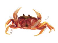 Crab Cameo III Framed Print