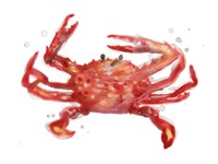 Crab Cameo IV Fine Art Print