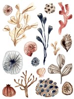 Ocean Assortment I Fine Art Print