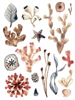 Ocean Assortment II Fine Art Print