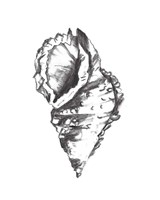 Seashell Study I Fine Art Print
