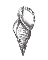 Seashell Study III Fine Art Print