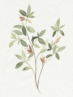 Single Sprig I Fine Art Print