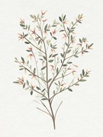 Single Sprig III Fine Art Print