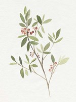 Single Sprig IV Fine Art Print