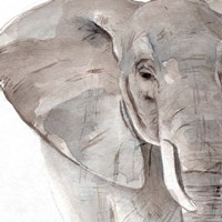 Elephant Grooves II Fine Art Print