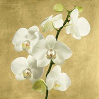 Orchids on a Golden Background II Fine Art Print