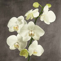 Orchids on Grey Background II Fine Art Print