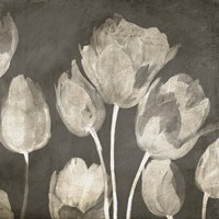 Washed Tulips II Fine Art Print