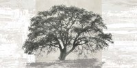 Ash Tree Panel Fine Art Print
