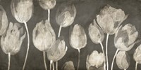 Washed Tulips Fine Art Print